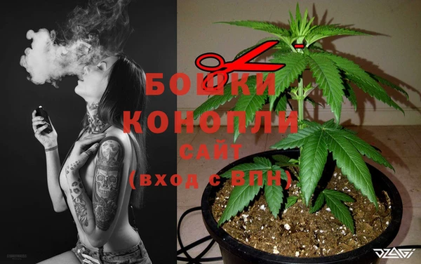 сатива Верея
